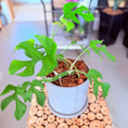 Indlæs billede i gallerivisning, Second Hand Mini Monstera – Dekorativ Genbrugsplante 25 cm