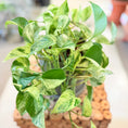 Indlæs billede i gallerivisning, Second Hand Guldpothos – Marmoreret Genbrugsplante 30 cm