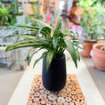Indlæs billede i gallerivisning, Second Hand Aglaonema – Elegant Genbrugsplante 40 cm