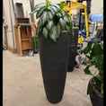 Indlæs billede i gallerivisning, Second Hand Aglaonema – 170 cm Kinesisk Lykkeblad med Sølvgrønne Blade