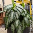 Indlæs billede i gallerivisning, Second Hand Aglaonema – 170 cm Kinesisk Lykkeblad med Sølvgrønne Blade