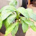 Indlæs billede i gallerivisning, Second Hand Aglaonema – 100 cm Kinesisk Stedsgrøn med Lys Bladtegning