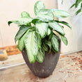 Indlæs billede i gallerivisning, Second Hand Aglaonema – 85 cm Kinesisk Stedsgrøn med Sølvgrønne Blade