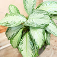 Indlæs billede i gallerivisning, Second Hand Aglaonema – 85 cm Kinesisk Stedsgrøn med Sølvgrønne Blade