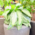 Indlæs billede i gallerivisning, Second Hand Aglaonema – 155 cm med Sølvgrønne Blade
