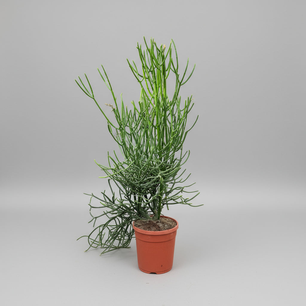 Euphorbia tirucalli (Pencil Cactus) – 100 cm høj