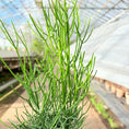Indlæs billede i gallerivisning, Euphorbia tirucalli (Pencil Cactus) – 100 cm høj