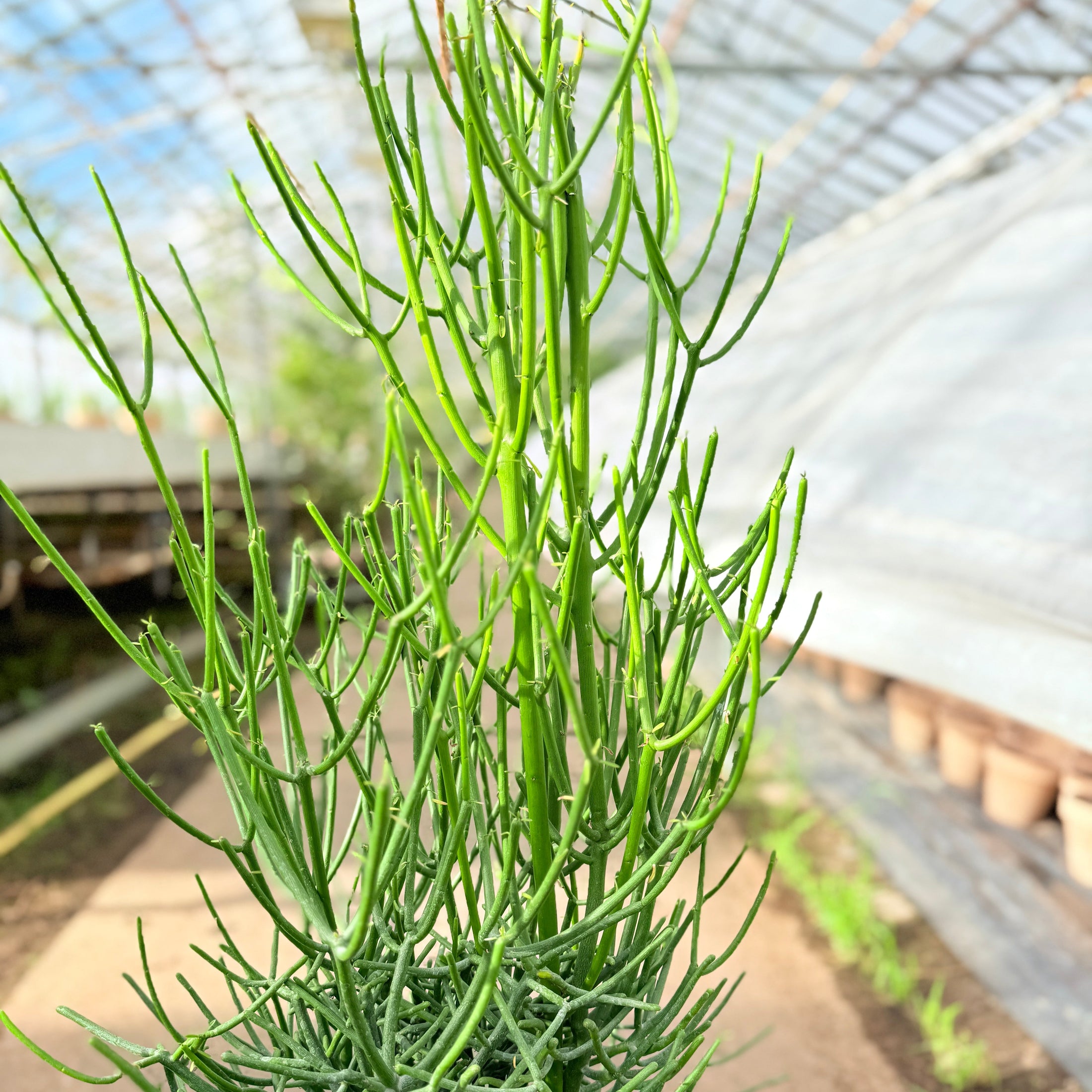 Euphorbia tirucalli (Pencil Cactus) – 100 cm høj