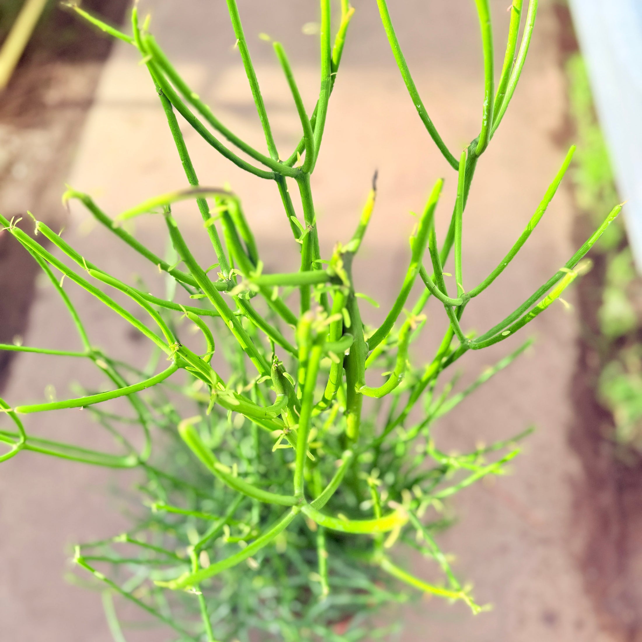 Euphorbia tirucalli (Pencil Cactus) – 100 cm høj