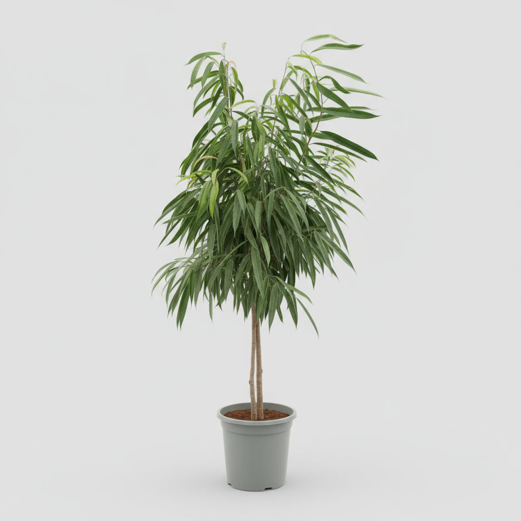 Ficus Amstel King i plastpotte – 170 cm høj