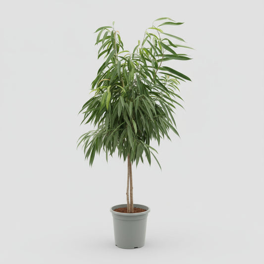 Ficus Amstel King i plastpotte – 170 cm høj