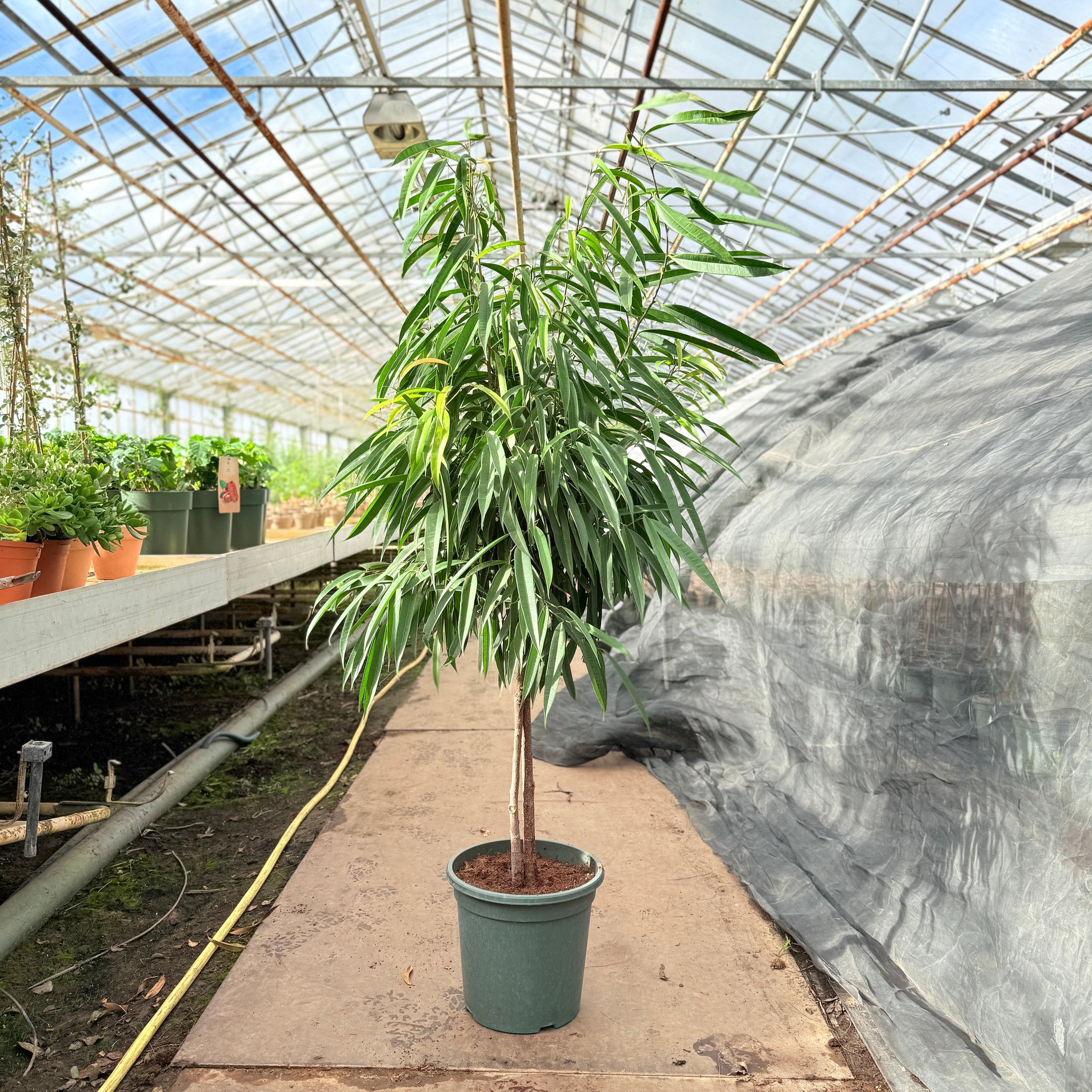 Ficus Amstel King i plastpotte – 170 cm høj