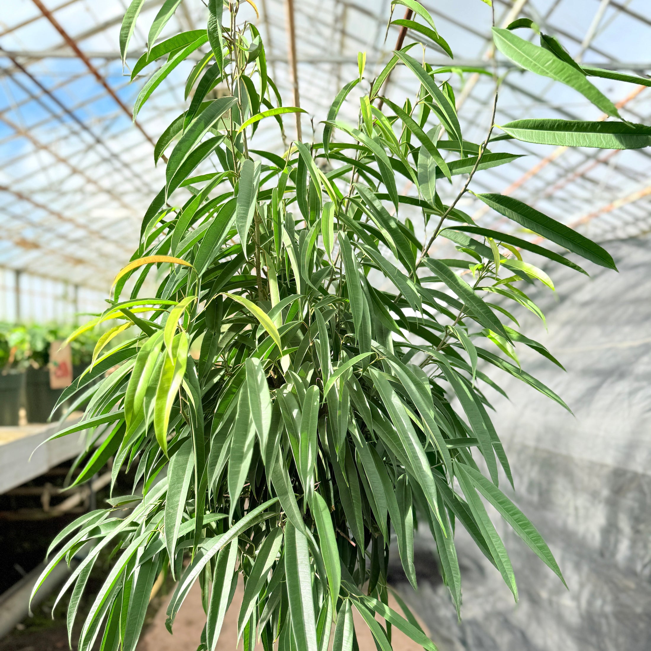 Ficus Amstel King i plastpotte – 170 cm høj