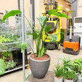 Indlæs billede i gallerivisning, Second Hand Paradisfuglplante – Eksotisk Grøn Plante med Markant Udtryk