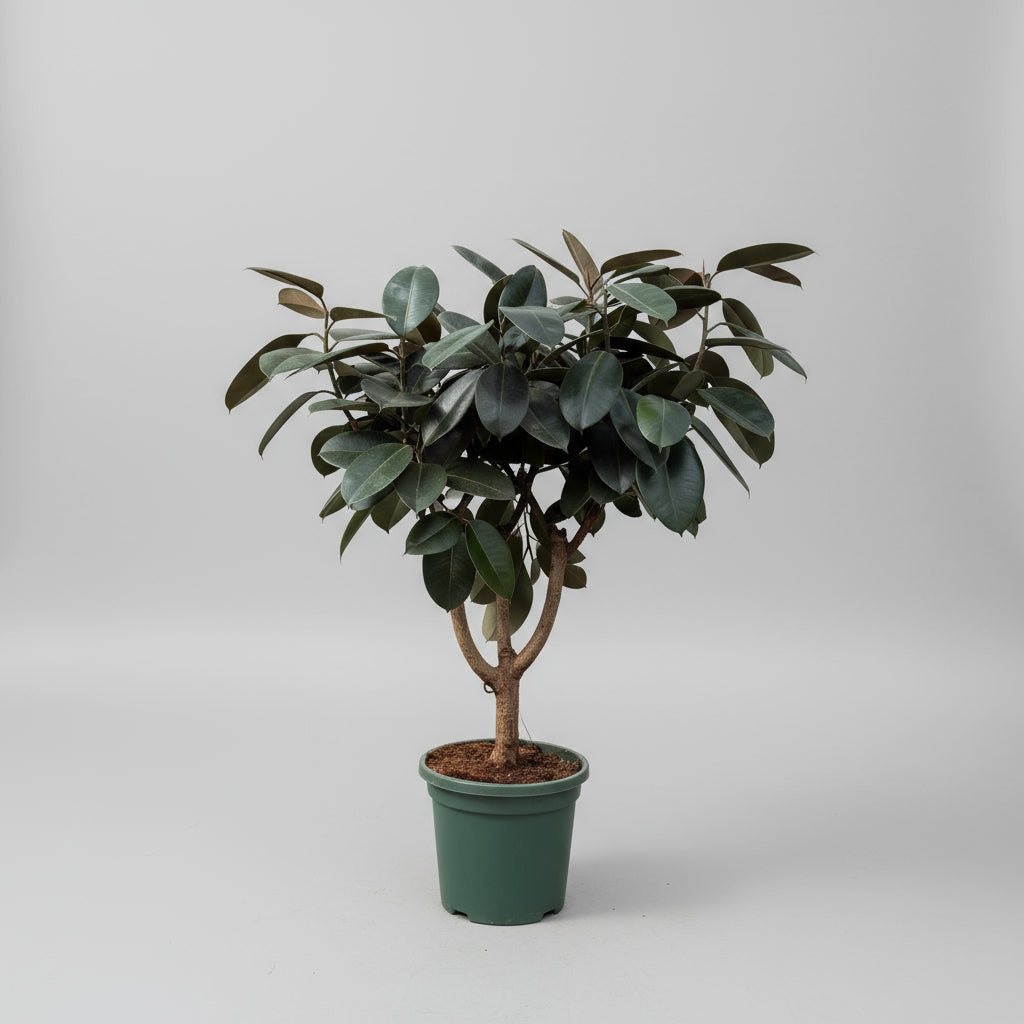Ficus elastica ‘Abidjan’ (Gummitræ) – 160 cm høj