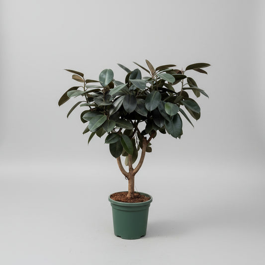 Ficus elastica ‘Abidjan’ (Gummitræ) – 160 cm høj