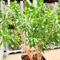 Indlæs billede i gallerivisning, Second Hand Paraplyplante – Fyldig Grøn Plante med Harmonisk Udtryk