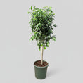Indlæs billede i gallerivisning, Ficus benjamina ‘Danielle’ (Stuebirk) – 140 cm høj (Ø32 cm)