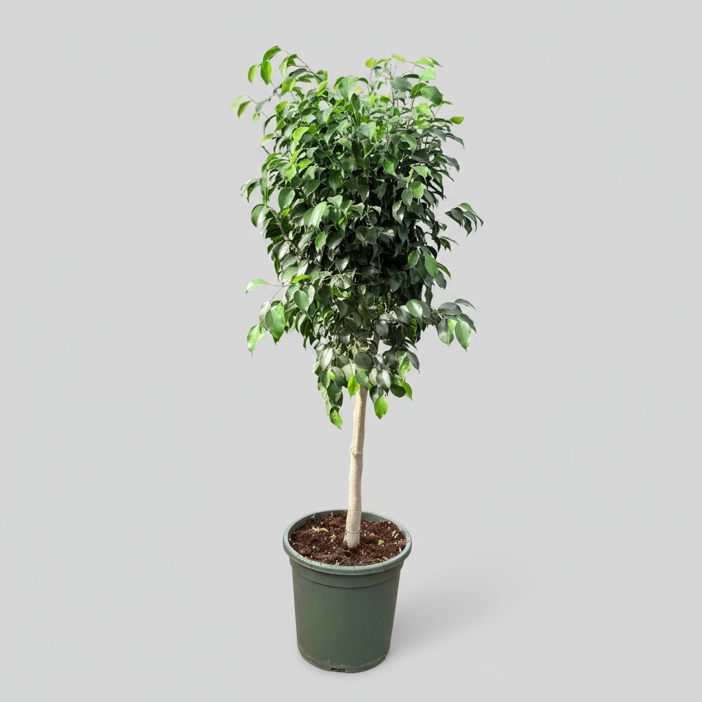 Ficus benjamina ‘Danielle’ (Stuebirk) – 140 cm høj (Ø32 cm)