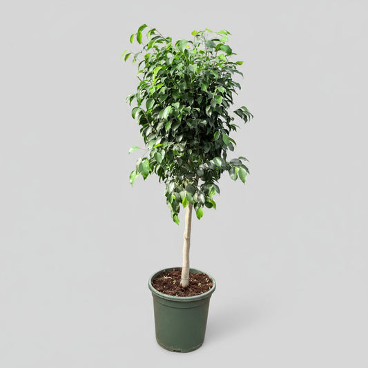 Ficus benjamina ‘Danielle’ (Stuebirk) – 140 cm høj (Ø32 cm)