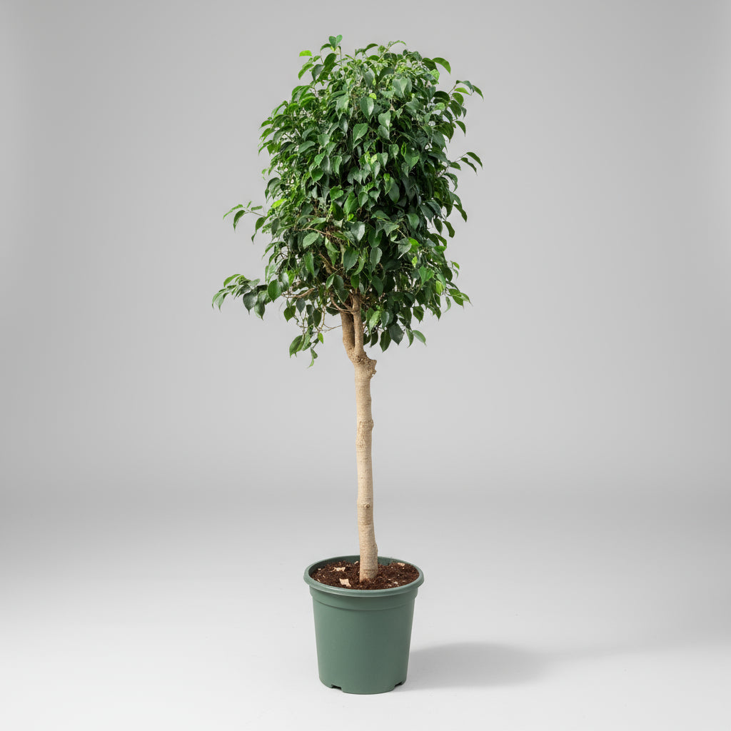Ficus benjamina ‘Danielle’ (Stuebirk) – 170 cm høj (Ø32 cm)
