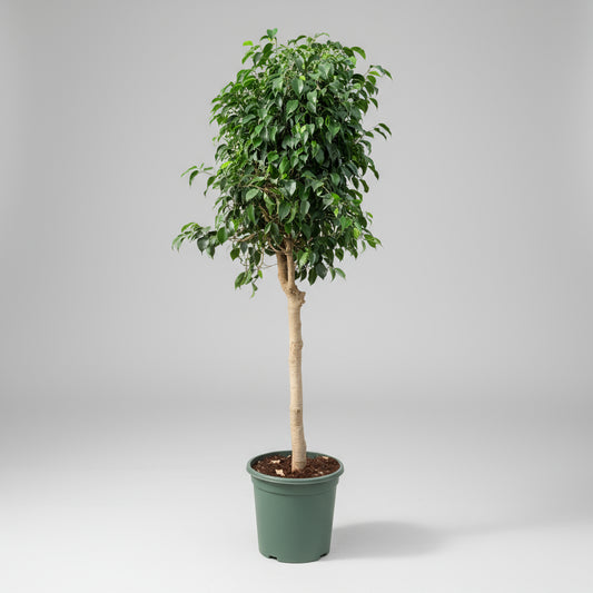 Ficus benjamina ‘Danielle’ (Stuebirk) – 170 cm høj (Ø32 cm)