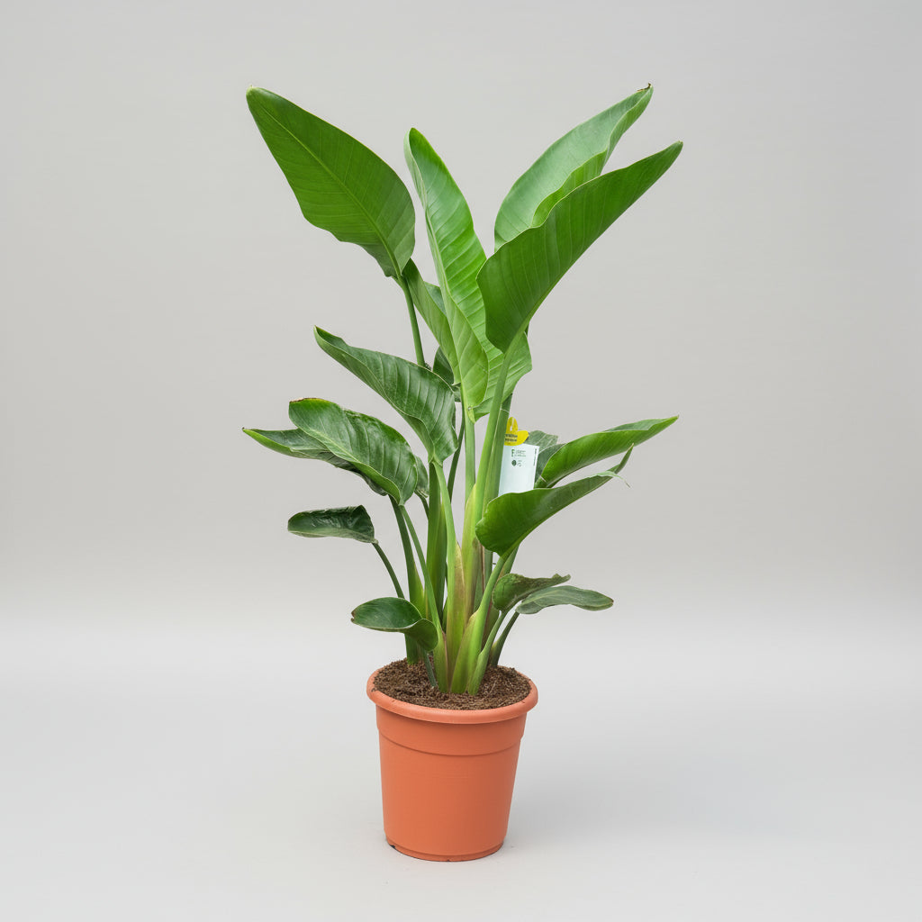 Strelitzia augusta (Hvid paradisfugl) – 90 -120 cm høj (Ø24 cm)