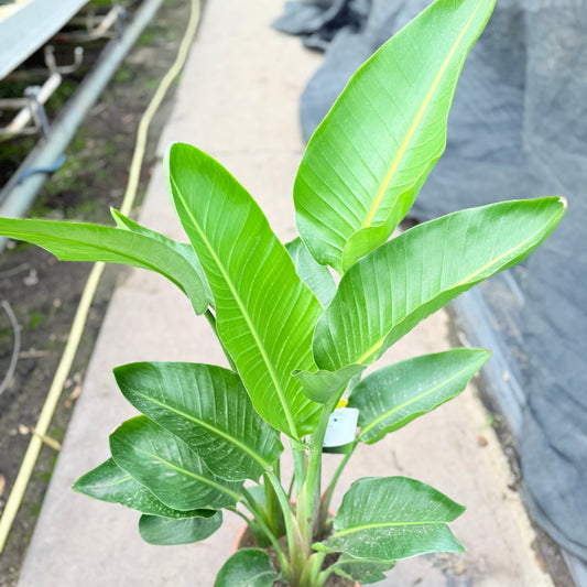 Strelitzia augusta (Hvid paradisfugl) – 90 -120 cm høj (Ø24 cm)