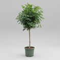 Indlæs billede i gallerivisning, Schefflera arboricola (Paraplytræ) – 275 cm høj (Ø55 cm)