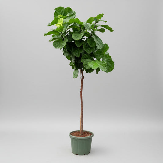 Ficus lyrata (Violinfigen) – 260–270 cm høj (Ø49 cm)