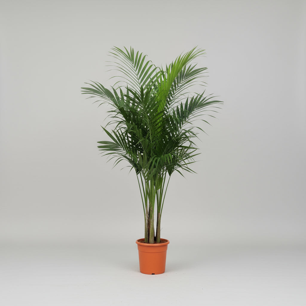 Kentiapalme (Howea forsteriana) – 203–260 cm høj (Ø28 cm)