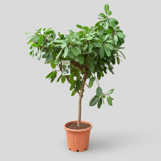 Ficus cyathistipula (Afrikansk figen) – 190 cm høj
