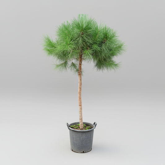Skovfyr (Pinus sylvestris) på stamme – 170 cm høj