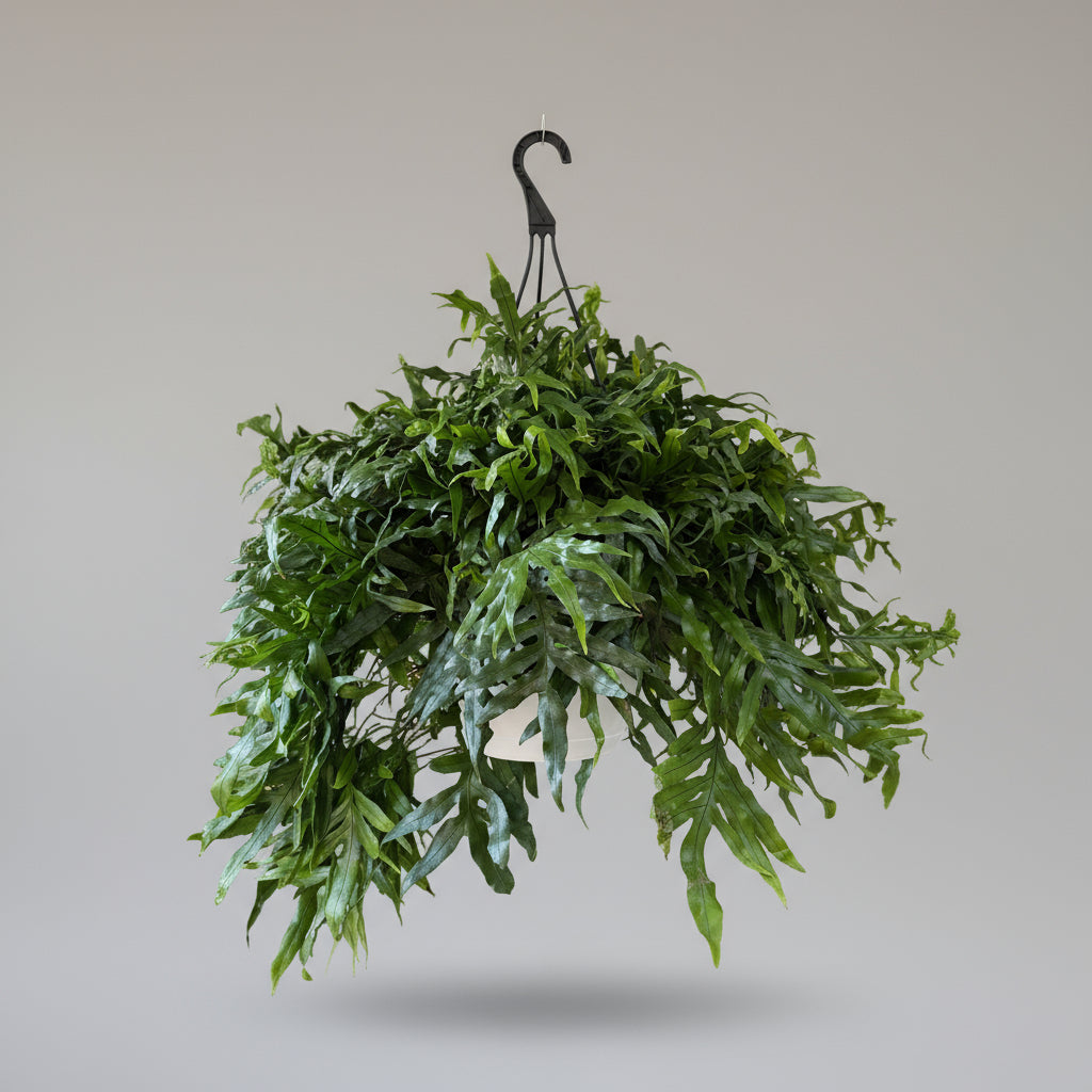 Kængurubregne (Microsorum diversifolium) – 50 cm høj / Ø80 cm