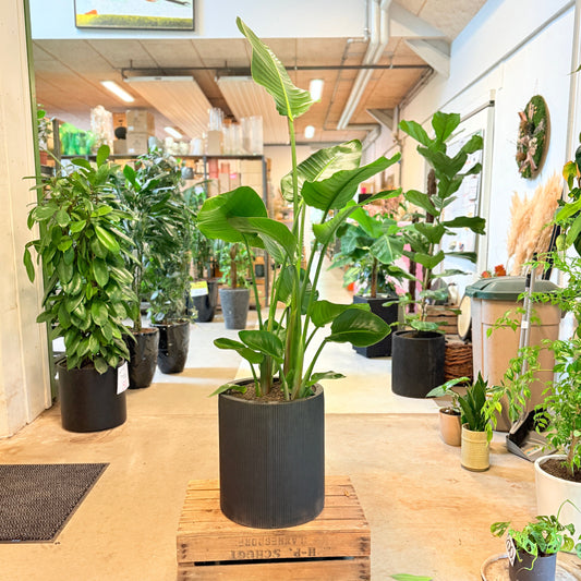 Strelitzia nicolai (Hvid paradisfugl / Bananpalme) – 160 cm høj Second Hand plante i sort krukke