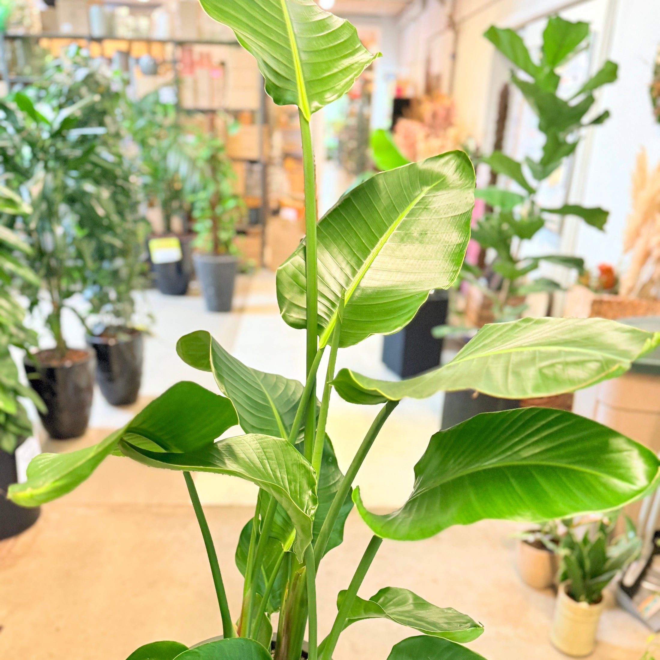 Strelitzia nicolai (Hvid paradisfugl / Bananpalme) – 160 cm høj Second Hand plante i sort krukke