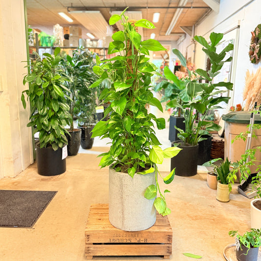 Epipremnum aureum (Guldranke / Pothos) – 140 cm høj Second Hand plante i cementkrukke