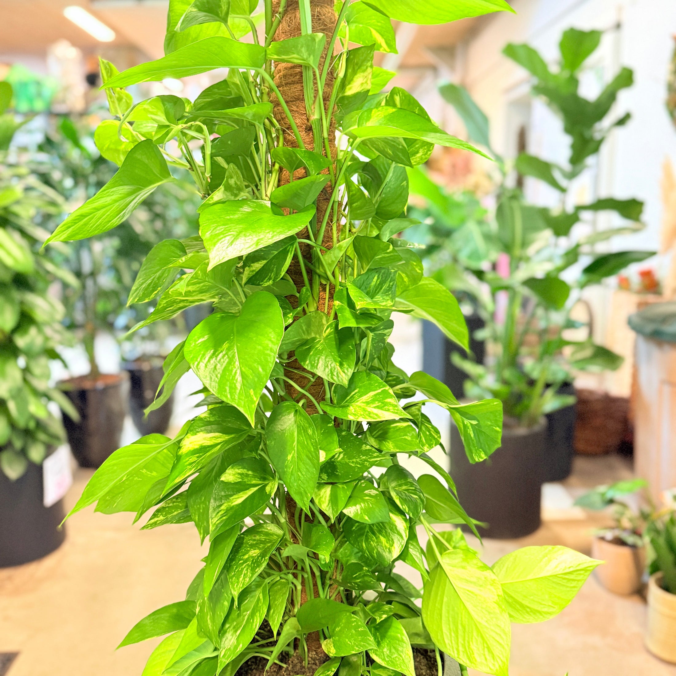 Epipremnum aureum (Guldranke / Pothos) – 140 cm høj Second Hand plante i cementkrukke