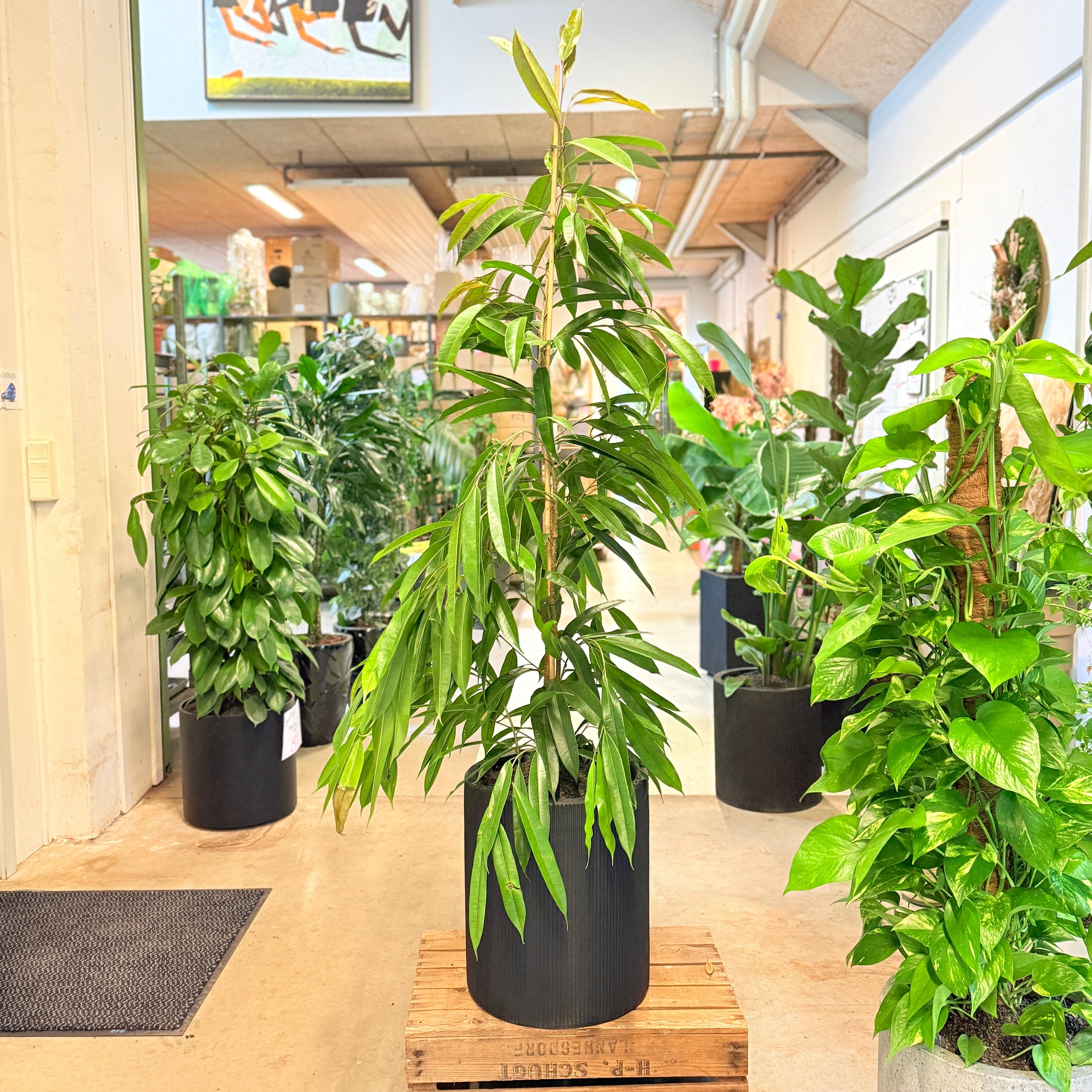Dracaena reflexa (Sangstræ / Pleomele) – 170 cm høj Second Hand plante i sort krukke