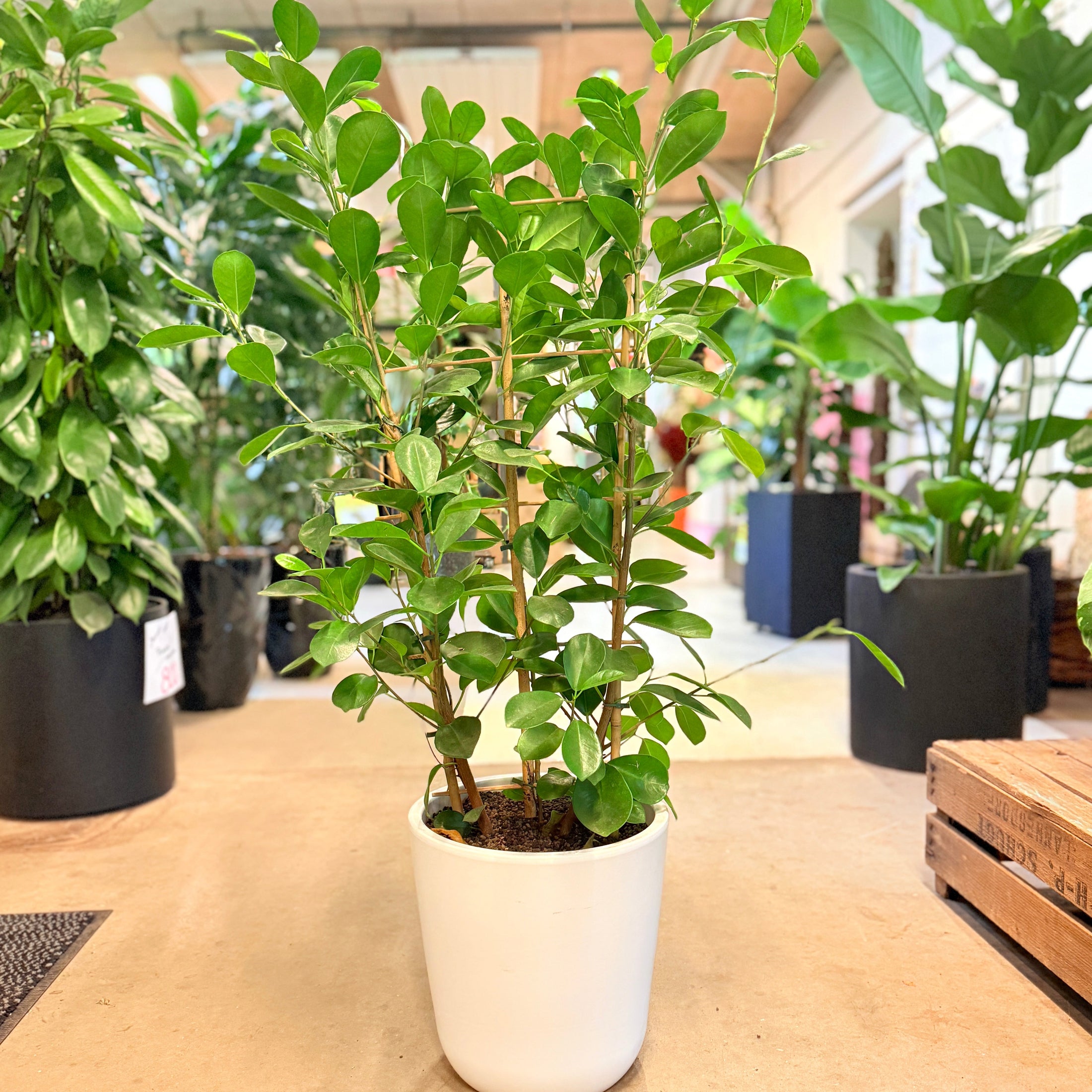Ficus microcarpa ‘Moclame’ – 110 cm høj Second Hand plante i hvid krukke