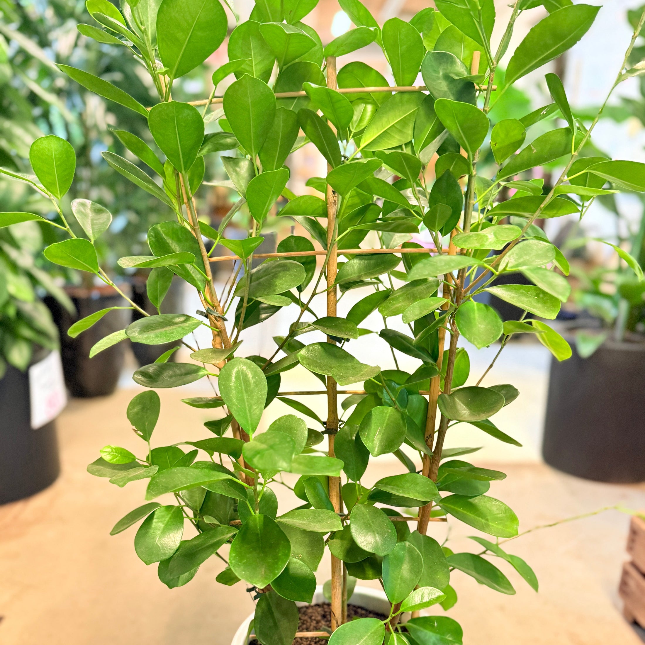 Ficus microcarpa ‘Moclame’ – 110 cm høj Second Hand plante i hvid krukke