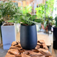 Indlæs billede i gallerivisning, Second Hand Sølvranke 25 cm – Scindapsus til Hjem og Kontor i Århus