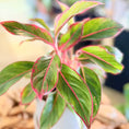 Indlæs billede i gallerivisning, Second Hand Rød Aglaonema 30 cm – Farverig Plante til Hjem og Kontor i Århus