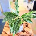 Indlæs billede i gallerivisning, Second Hand Sølvgrøn Aglaonema 35 cm – Elegant Plante til Hjem og Kontor i Århus