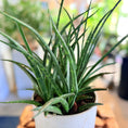 Indlæs billede i gallerivisning, Second Hand Sansevieria Cylindrica 40 cm – Grafisk Plante til Hjem og Kontor i Århus