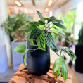 Indlæs billede i gallerivisning, Second Hand Monstera Peru 30 cm – Unik Plante til Hjem og Kontor i Århus