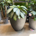 Indlæs billede i gallerivisning, Second Hand Sølvaglaonema 80 cm – Elegant Plante til Hjem og Erhverv i Århus
