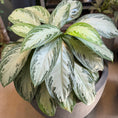 Indlæs billede i gallerivisning, Second Hand Sølvaglaonema 80 cm – Elegant Plante til Hjem og Erhverv i Århus