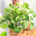 Indlæs billede i gallerivisning, Second Hand Guldpotos 30 cm – Nem Plante til Hjem og Kontor i Århus