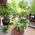 Indlæs billede i gallerivisning, Second Hand Paradisfuglplante 160 cm – Strelitzia til Hjem og Erhverv i Århus